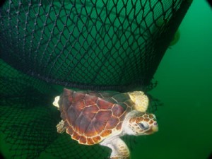 Loggerhead Turtle escaping a net equipped with turtle excluder device (TED) (Photo Credit: NOAA)