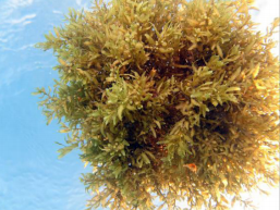 A clump of sargassum floats in the clear blue waters of the Gulf of Mexico. Credit: Seabird McKeon