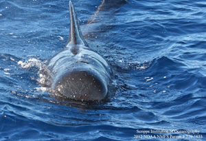 This image was captured by Amanda Debich on a 2012 C-IMAGE cruise. Kait describes this pilot whale (a dolphin) as looking like an “alien torpedo.” (Photo provided by Frasier)