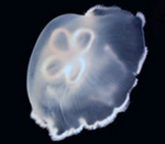 Jellyfish_1318