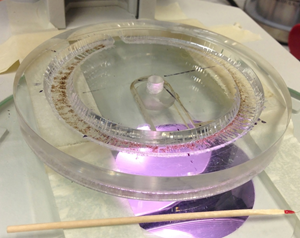 Ceil uses a counting wheel under a microscope to count and sort the meiofauna. (Photo credit: Ceil Martinec)