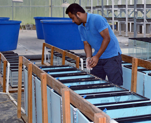 Nihar samples sediment and water from microcosms in the project’s greenhouse. (Photo credit: Suchandra Hazra)
