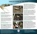 Fiddler Crab Poster