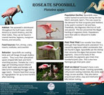 Roseate Spoonbill Poster