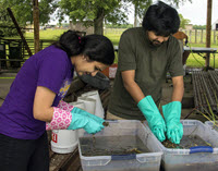 Devika and Chinmay Tikhe floating tabanid larvae out of marsh sediments. (Photo by Claudia Husseneder)