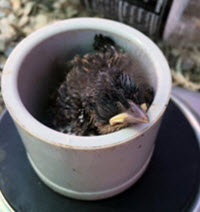 Allison weighs a Seaside Sparrow nestling. (Photo credit: Allison Snider)