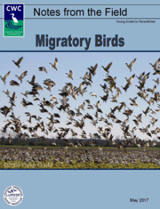 Migratory Birds (May 2017)