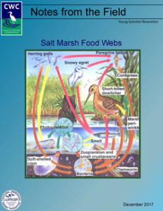 Salt Marsh Food Webs (Dec 2017)
